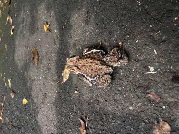 大きなカエル