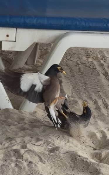 喧嘩している鳥の写真が撮れました