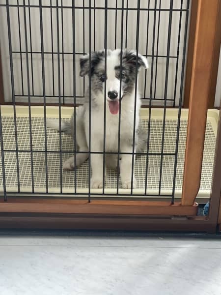 愛犬！？