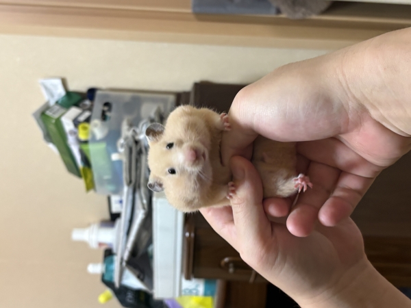 ハム日記