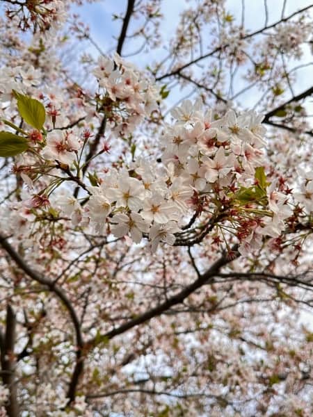 桜