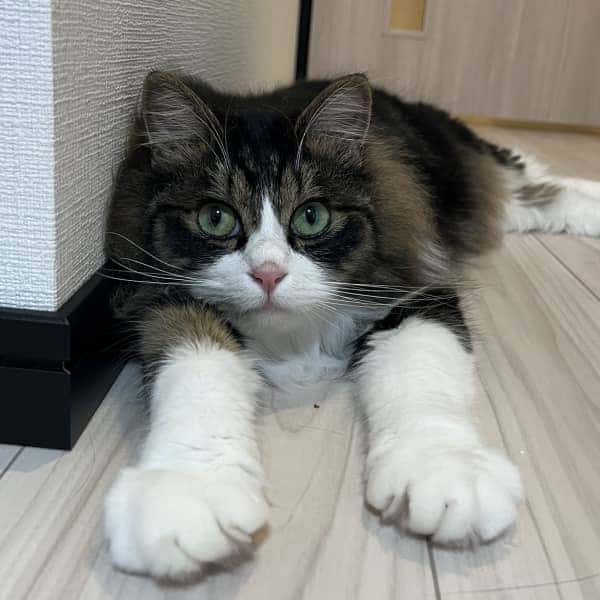 休日