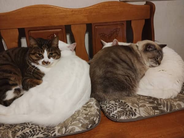 猫3